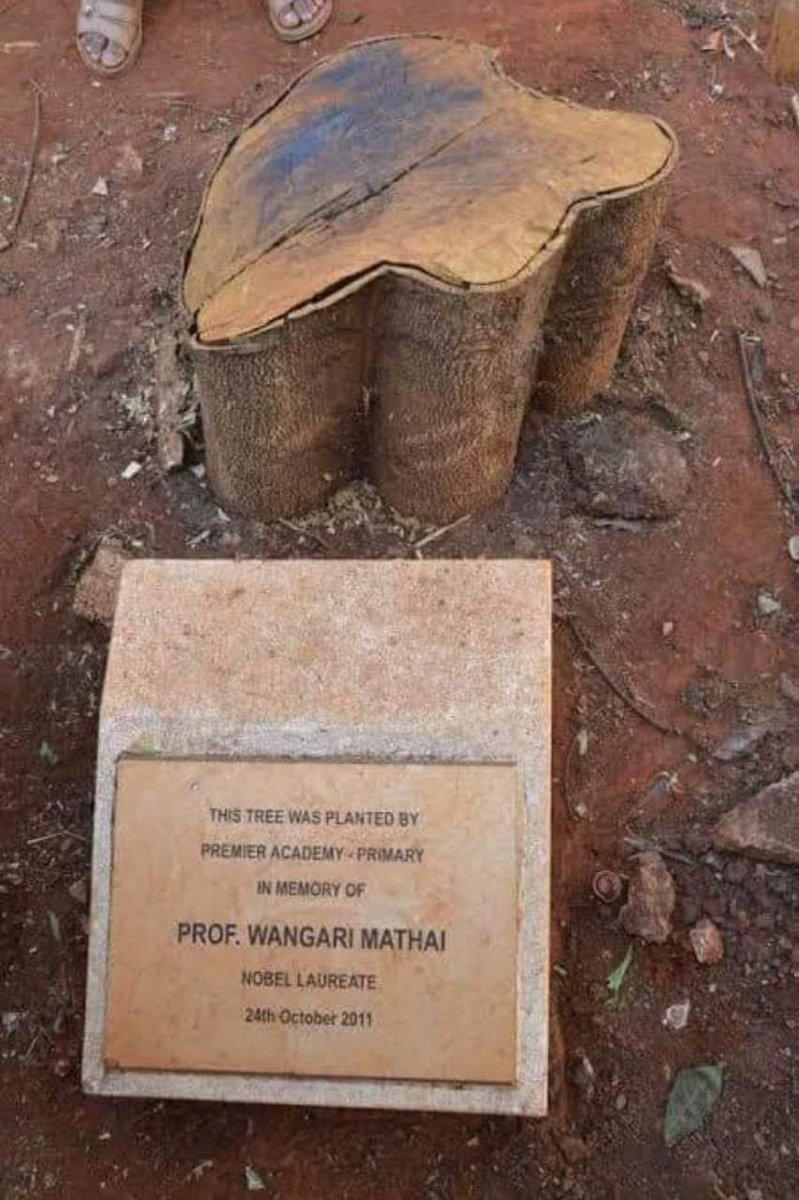 mwereSIR's tweet photo. @bonifacemwangi @KeForestService @GreenBeltMovmnt https://t.co/m5dV1nnU8d
