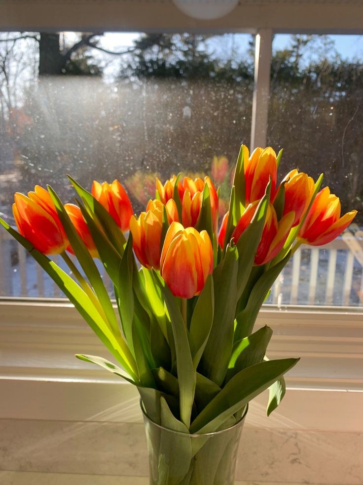 tulips