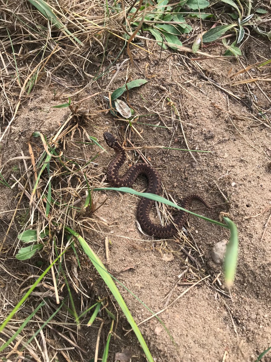 MrTraszka's tweet photo. The last warm days are a good opportunity to observe animals ๐๐ฆ๐๐ชฒ๐ฆ๐ Yesterday, during a walk with @akuksu to the viper sites near #Poznan, we met a juvenile #Vipera berus, but also few lizards #Lacerta agilis, #Zootoca vivapara & a female mantis #Mantis religiosa! #herptrip https://t.co/EoVxGVSpOM