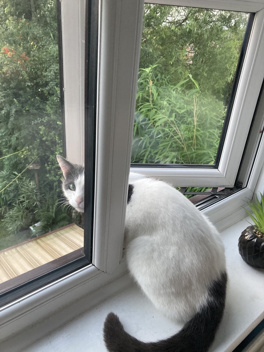 Part two of Kit Kats crazy #hedgewatch positions! #cats #catsoftwitter #catsontwitter #catsofX