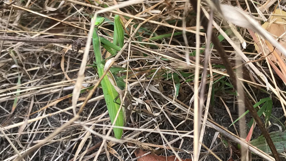 MrTraszka's tweet photo. The last warm days are a good opportunity to observe animals ๐๐ฆ๐๐ชฒ๐ฆ๐ Yesterday, during a walk with @akuksu to the viper sites near #Poznan, we met a juvenile #Vipera berus, but also few lizards #Lacerta agilis, #Zootoca vivapara & a female mantis #Mantis religiosa! #herptrip https://t.co/EoVxGVSpOM