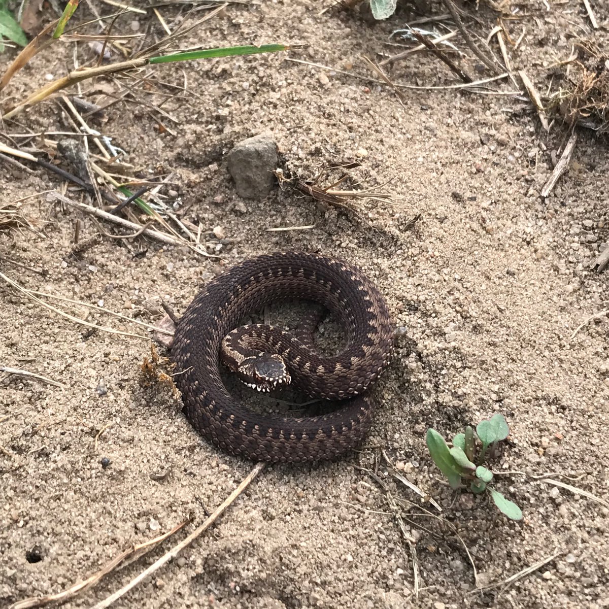 MrTraszka's tweet photo. The last warm days are a good opportunity to observe animals ๐๐ฆ๐๐ชฒ๐ฆ๐ Yesterday, during a walk with @akuksu to the viper sites near #Poznan, we met a juvenile #Vipera berus, but also few lizards #Lacerta agilis, #Zootoca vivapara & a female mantis #Mantis religiosa! #herptrip https://t.co/EoVxGVSpOM