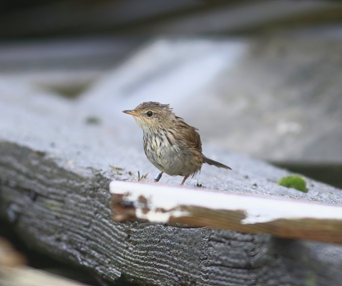 Not much new on Fair Isle today but the Setter Lanceolated Warbler finally gave some good views @FI_Obs