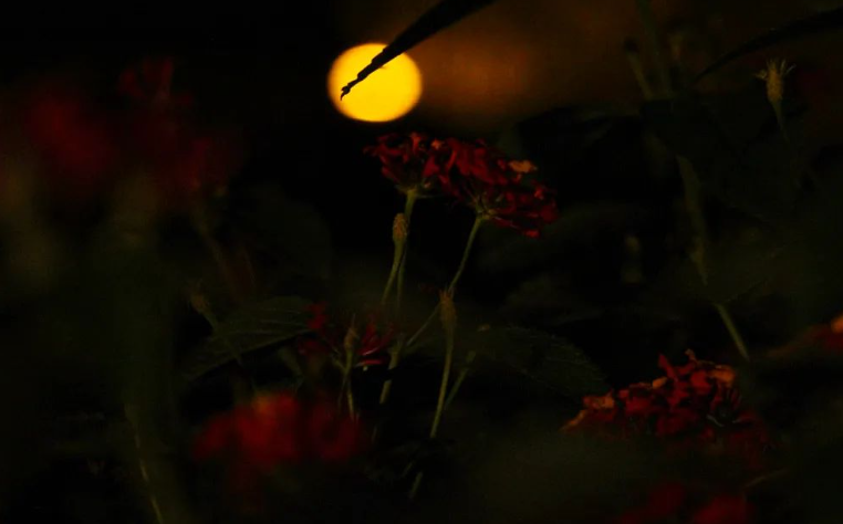 Marie_Boetti's tweet photo. Des fleurs dans la nuit 📷 #photo #photograghy #photograph #photographie #night #Canon #canonphotography https://t.co/uGUfbPy1x8