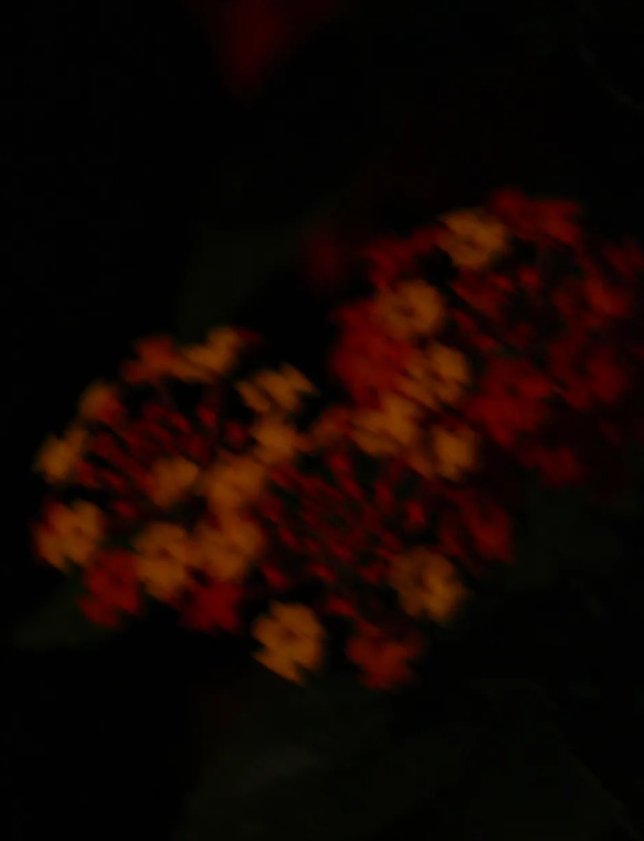 Marie_Boetti's tweet photo. Des fleurs dans la nuit 📷 #photo #photograghy #photograph #photographie #night #Canon #canonphotography https://t.co/uGUfbPy1x8
