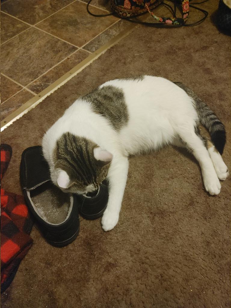 Tarlak89's tweet photo. @inkedwifelife21 Meet Ace. The adorable cat with a foot fetish. https://t.co/sAh8OmCpXW