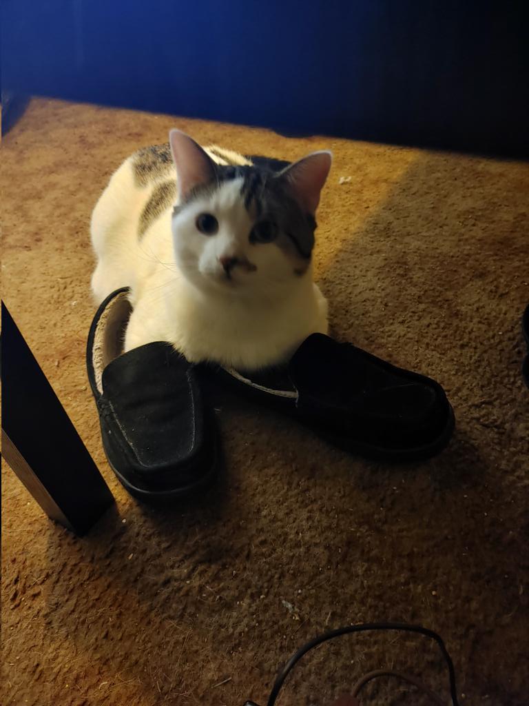 Tarlak89's tweet photo. @inkedwifelife21 Meet Ace. The adorable cat with a foot fetish. https://t.co/sAh8OmCpXW