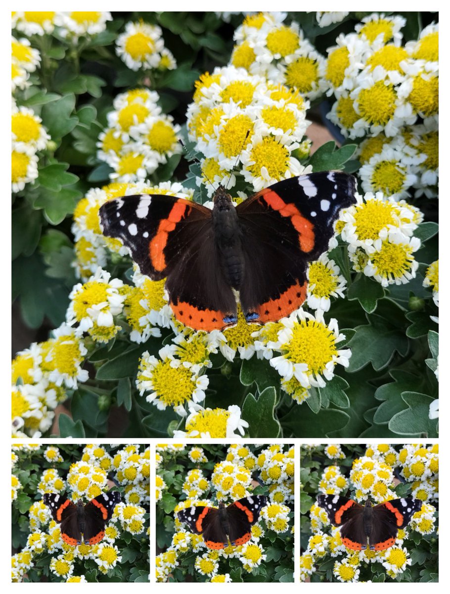 MichellePoet's tweet photo. #naturelover #naturetherapy #nature #collage #collageart #collageartwork #collageartist #NFT全員プレゼント
#NFTCommunity #nftart #nftarti̇st #NFTartwork #nftphotography #nftpoet #poemaday #poetrytwitter #butterfliesandinsects #inspiring #inspirational #HeavenOfficialsBlessing https://t.co/8tLC7WK97A
