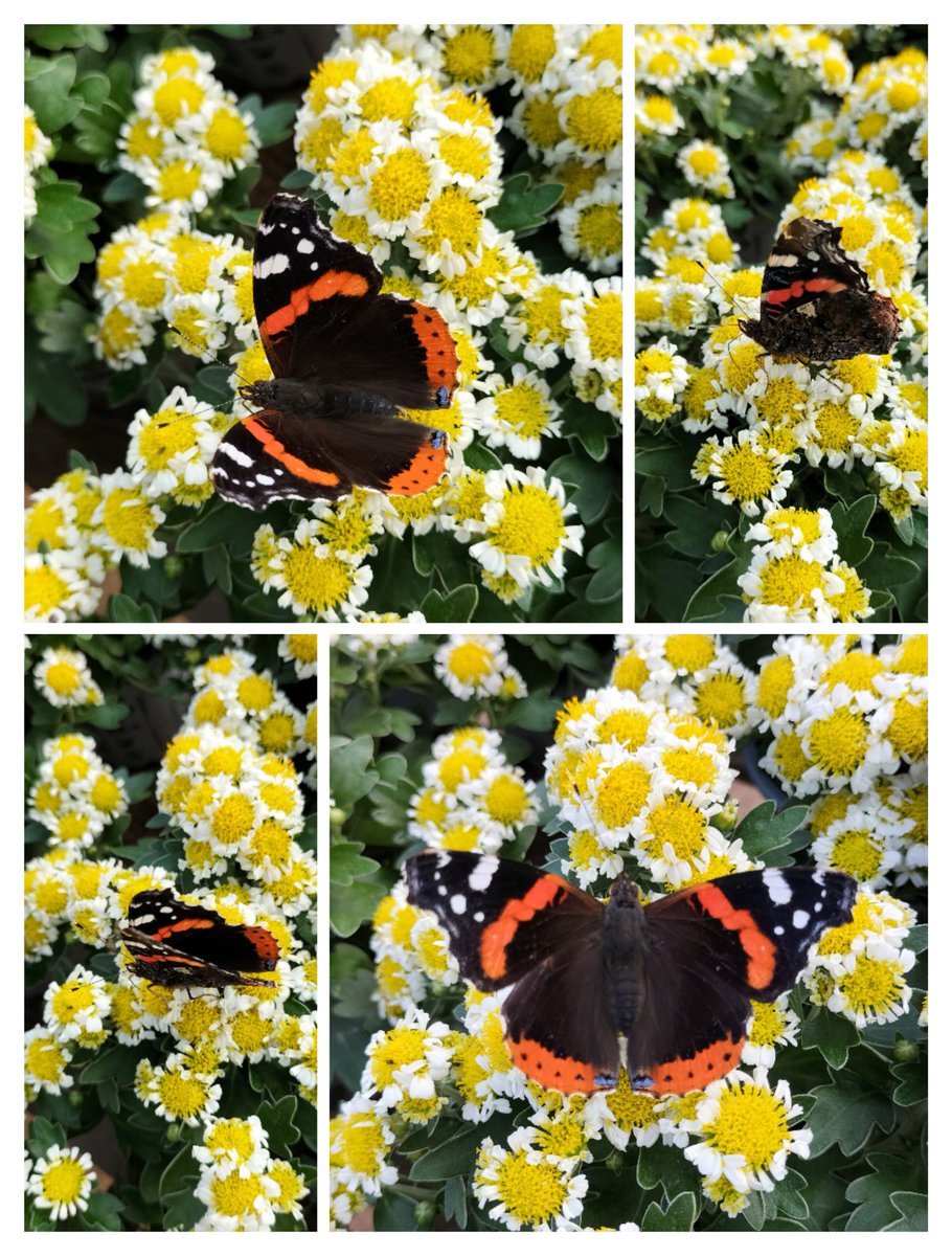 MichellePoet's tweet photo. #naturelover #naturetherapy #nature #collage #collageart #collageartwork #collageartist #NFT全員プレゼント
#NFTCommunity #nftart #nftarti̇st #NFTartwork #nftphotography #nftpoet #poemaday #poetrytwitter #butterfliesandinsects #inspiring #inspirational #HeavenOfficialsBlessing https://t.co/8tLC7WK97A