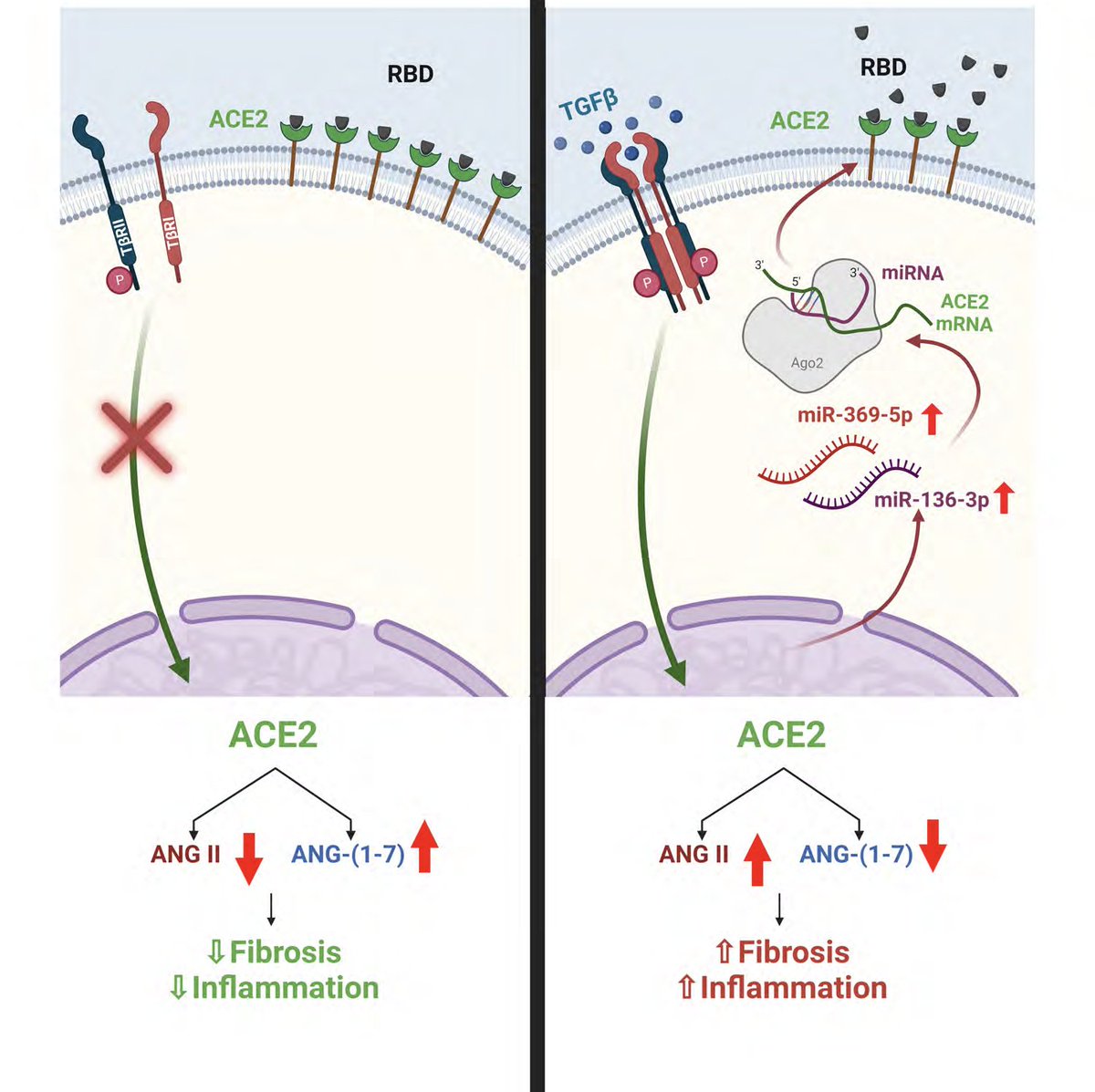 Dr. Swiatecka-Urban published a manuscript in the Journal of Innate Immunity: “TGF-β1 inhibition of ACE2 mediated by miRNA uncovers novel mechanism of SARS-CoV-2 pathogenesis.” Hejenkowska et al., DOI: 10.1159/000533606 @uvahealthnews @UVAPediatrics