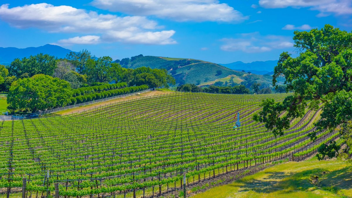 Immerse yourself in the laid-back atmosphere of #SantaBarbara, California. Explore charming wineries, stroll along palm-lined streets, and relax on sunny beaches. buff.ly/3PlMBkC #CruisePortAdvisor #SantaBarbaraCruises #Travel