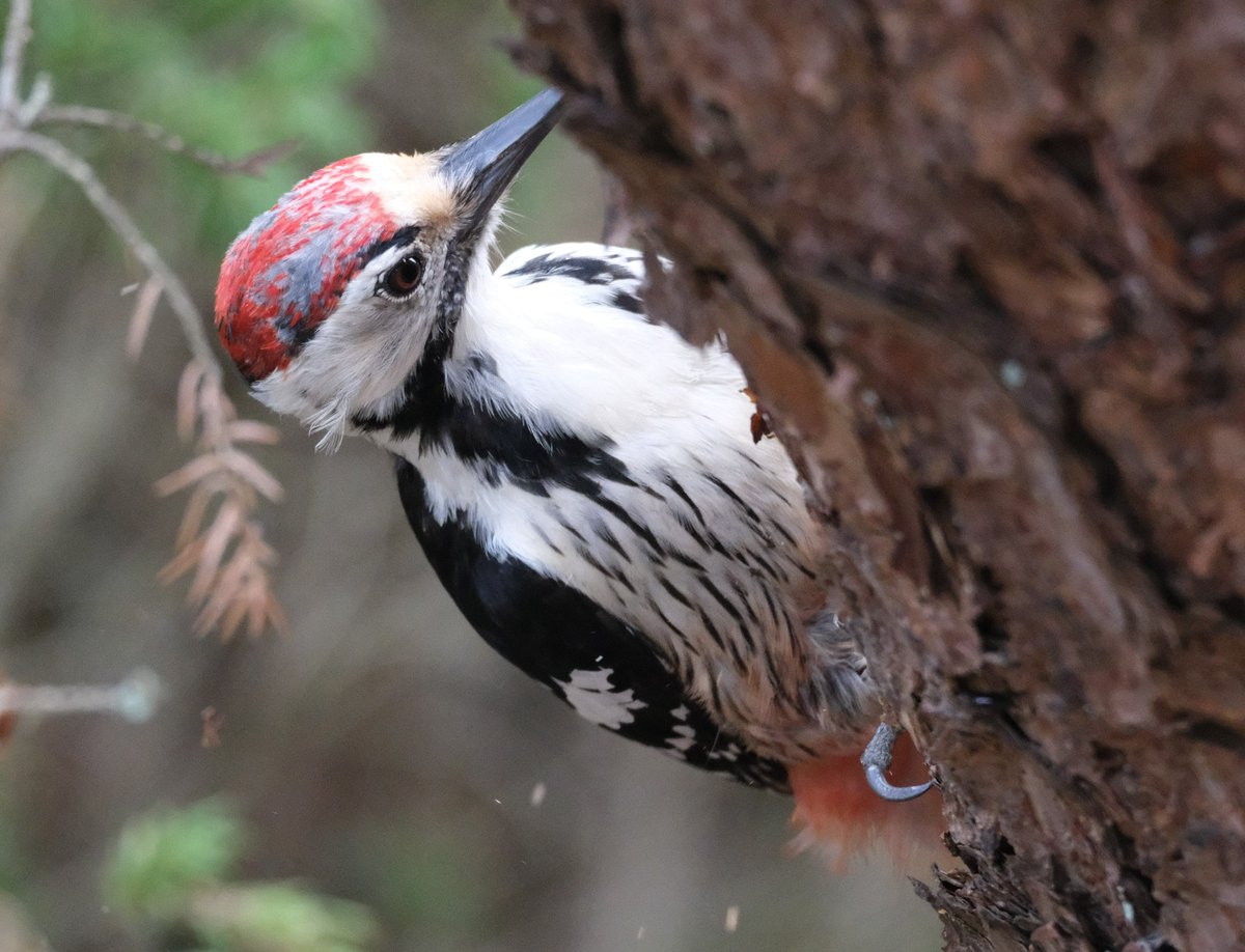 Päivän sympaattisin siivekäskohtaaminen. #valkoselkätikka #WhiteBackedWoodpecker