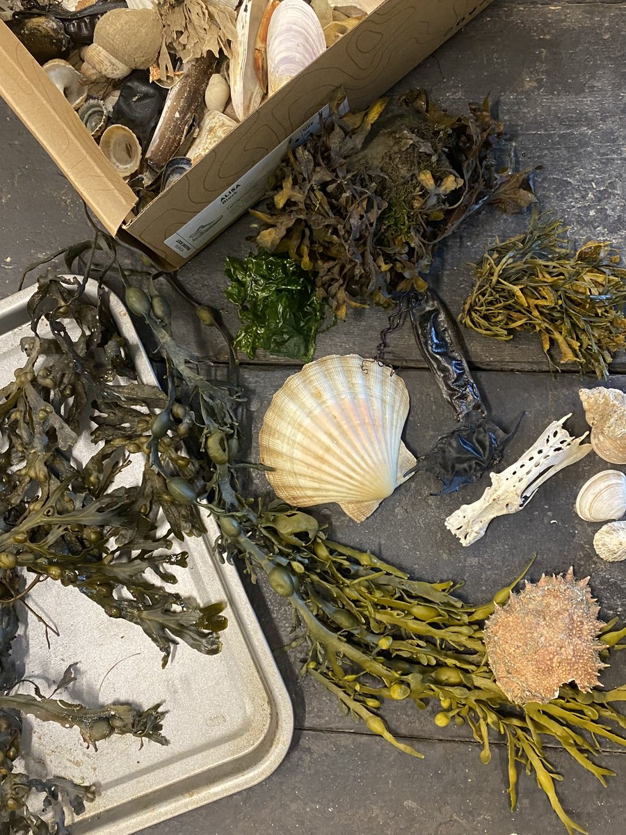 Seawatch_mon's tweet photo. Take a look inside our #schoolsvisit 
#touchbox! A collection of #species found on our local 
#beaches around #Anglesey which we take into #schools 
and on our #outreach projects! Everything from 
#cuttlefish to razor clams! https://t.co/EBwdEClsO1