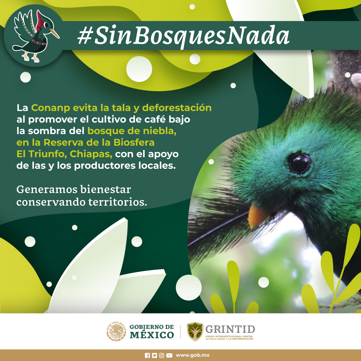 CONAFOR's tweet photo. La remoción de vegetación 🪓🌳🌲para establecer cultivos agrícolas 🌾🌽🧑🏽🌾es una de las causas de la #TalaIlegal y la #Deforestación.
Establecer el cultivo del café ☕️bajo la sombra del bosque de niebla🌫️🌳🌿 en #Chiapas, es una forma de evitar la tala y deforestación.
#GRINTID https://t.co/SwRJfN7A2w