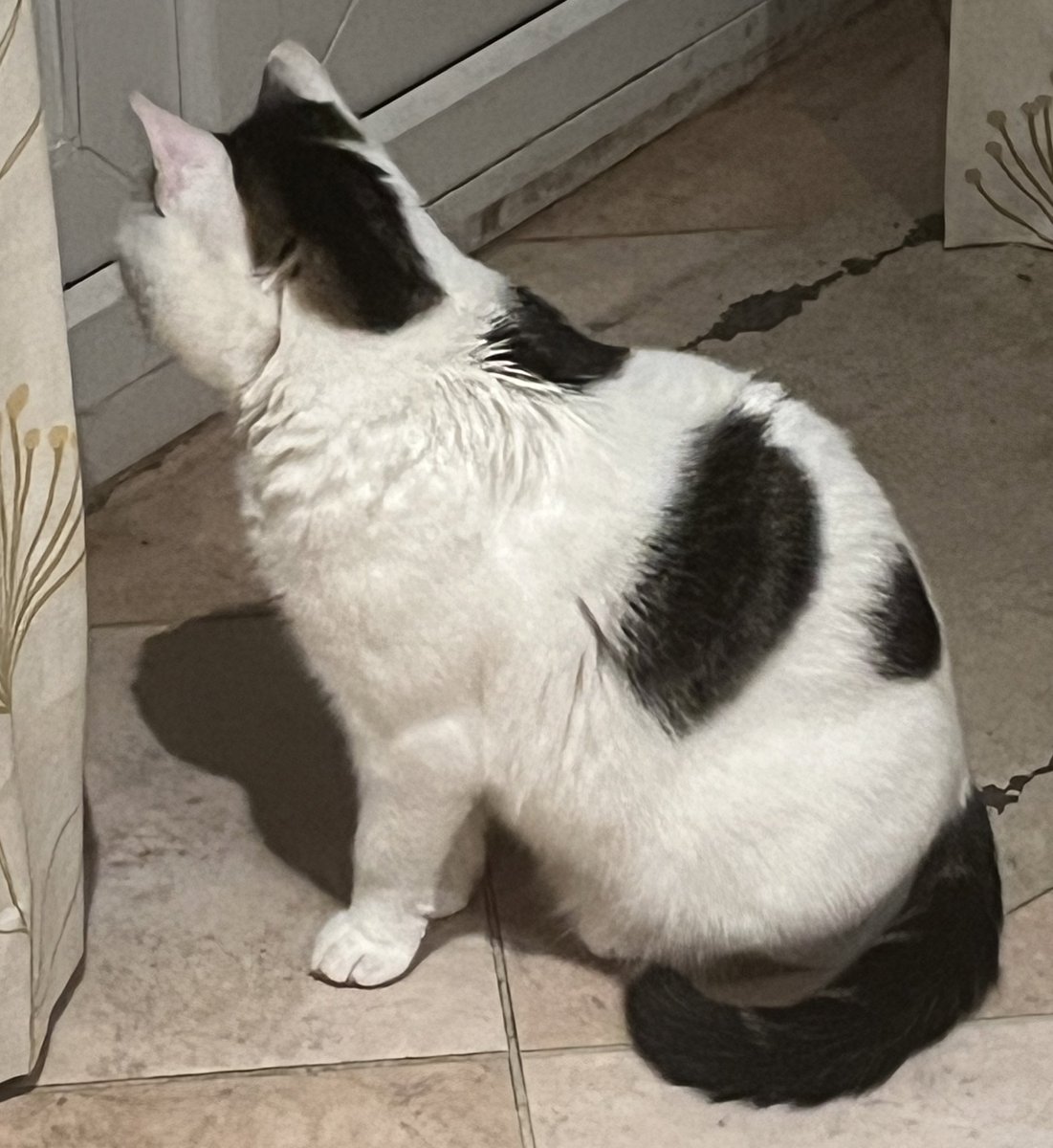 Winnierescuecat's tweet image. Mum, why won’t you open the door for me?  What, I should use my own!  But you’re here. You should open the big door for me!!  #Cat #MondayMotivation #CatFlap 😾😾😾🚪🚪🚪🏡🏡🏡