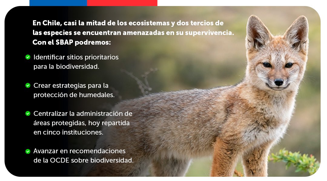 Archivo20222026's tweet photo. ¡Tenemos #LeyParaLaNaturaleza! 🌱 En el #DíaNacionalDelMedioAmbiente, el Presidente @GabrielBoric encabezó la implementación del Servicio de Biodiversidad y Áreas Protegidas (SBAP), organismo público encargado de cuidar nuestro ecosistema y enfrentar el cambio climático. https://t.co/7JKcqdrC8X