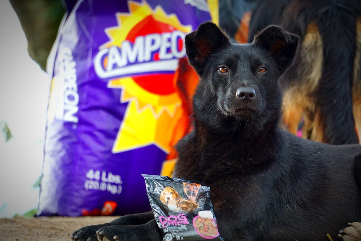 AmayaFundacion's tweet photo. Nuestros peluditos del refugio ahora disfrutan de unas ricas croquetas gracias a @tecnutral y su donación para la alimentación de nuestros peluditos. ❤️🫶

#FundacionQA #Donaciones #Refugio #Animalitos #ElSalvador #FincaLxJ https://t.co/TDmYbchcxw