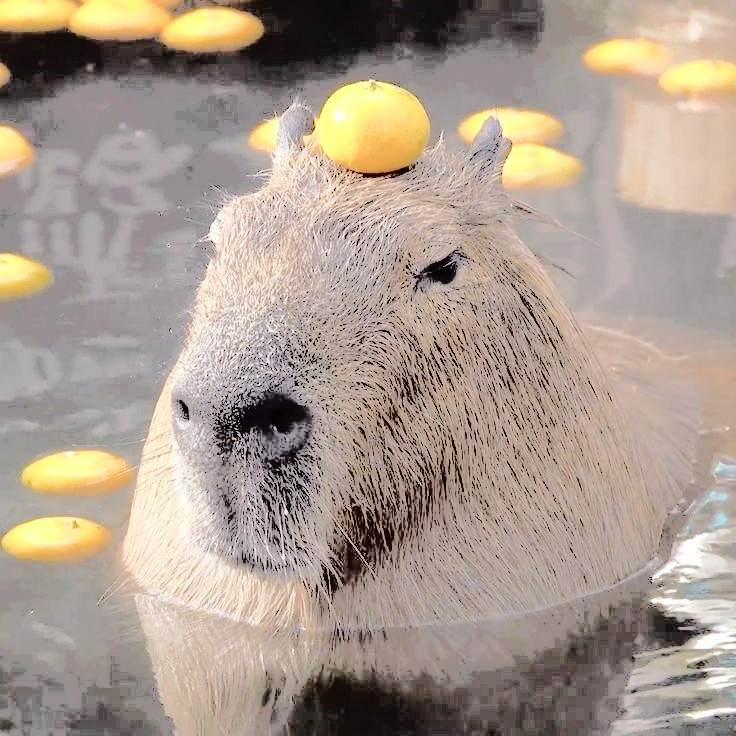 alvinsssh's tweet image. ㅤ

Oi, gente, me diverti tanto hoje. Nadei num laguinho e equilibrei laranjas na cabeça, depois bati num humano até que ele implorasse pela própria vida!! ✨
    ㅤㅤㅤ  
ㅤ