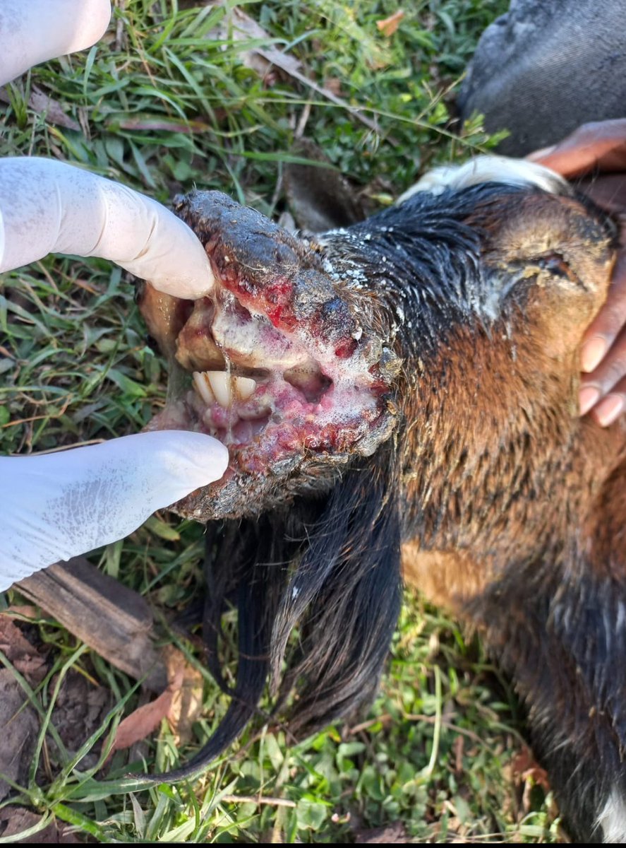 lenna_kibet's tweet photo. GOAT AND SHEEP FARMERS.💥

🔥Recently, Experienced lots of such cases with Deaths in KIDS(young Goats)

🦠ORF/Contagious Ecthyma/Contagious pustular dermatitis 

👹Caution💀;  Possible INFECTION to HUMANS -( bare Hands)

🦠Viral disease. Needs VET attention 
Thread below 👇 https://t.co/aflPt2GqKe