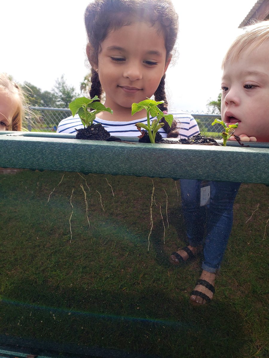 We filled the planters with soil, planted the seeds, watered daily and our beans have finally sprouted! We think it is pretty cool to look at the roots through the glass!
