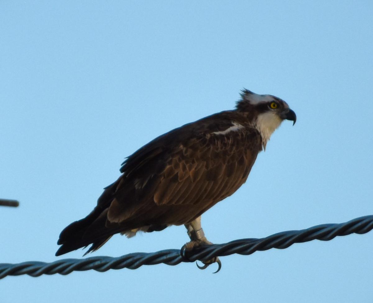 OktoBirdFest a les Terres de l'Ebre 2023 dlvr.it/SwvLQq