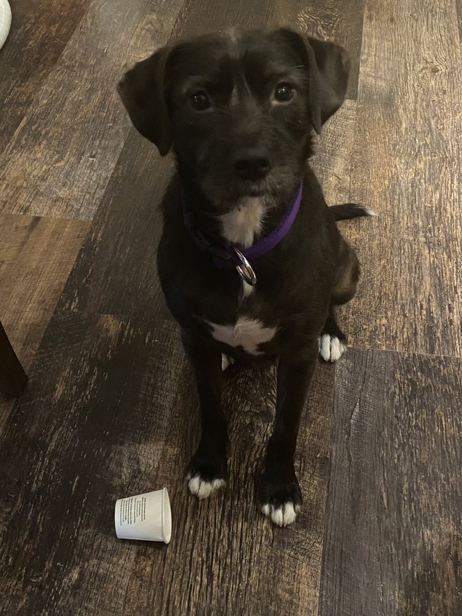 When you finished your Starbuck’s pup cup and regret not getting a venti. Those eyes. Miss Millie loves her #Starbucks! 🐾❤️☕️ #pupcup #rescuedog