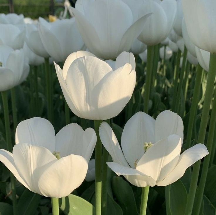 softdeIicacy's tweet photo. white tulips https://t.co/4cnFxa6AcX