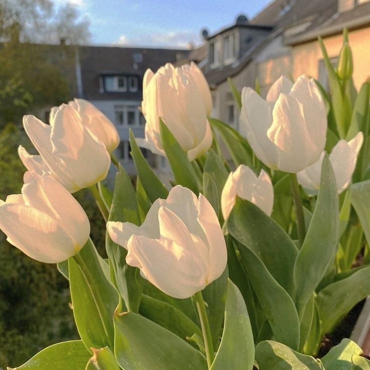 white tulips