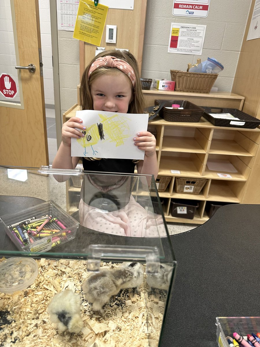 After spending the last week watching videos of baby chicks we surprised our class and brought some in to show them today <a href="/SACTVDSB/">Sir Arthur Currie PS</a> Ss loved petting &amp; feeding them and drew pictures of what they look like @LisaPaiva6 <a href="/TVDSBKinder/">TVDSBKindergarten</a>