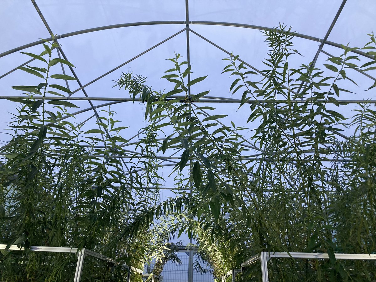 JillLTimms's tweet photo. Interesting eve @UniOfSurrey exploring aeroponics facilities growing willow for fascinating @TAEDATech project. Learned lots &amp; always love a glasshouse tour, especially one with a nightclub vibe! Thinking about #sustainableflower possibilities too @SurreySustain @SurreySociology https://t.co/BtZj0Fhz9M