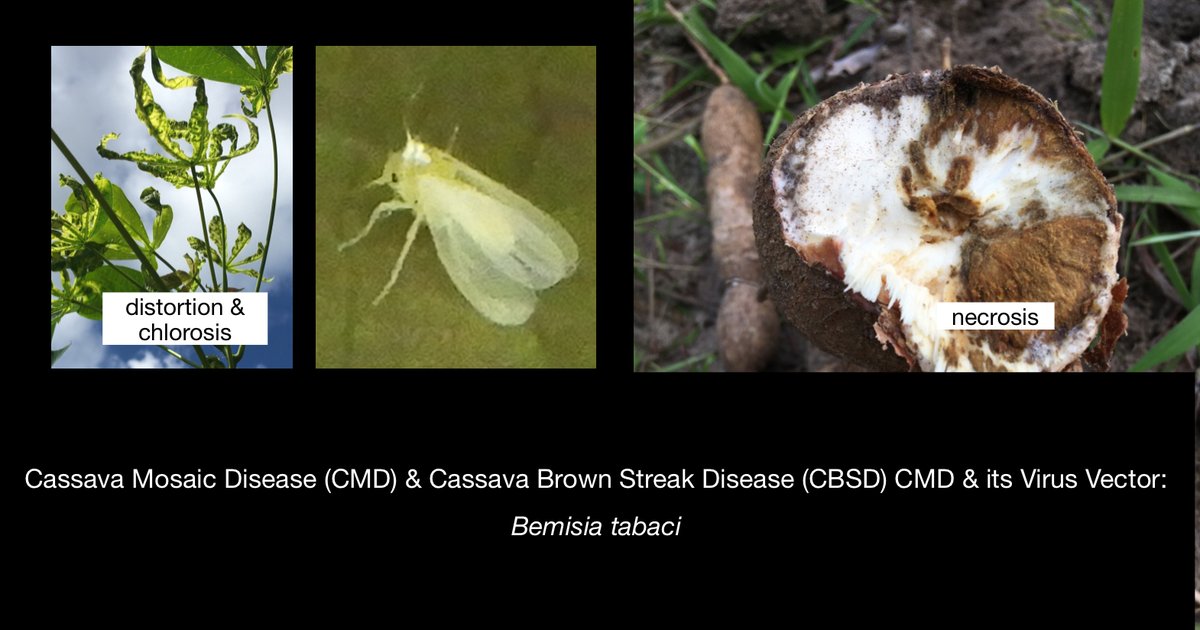 Our exciting research on cassava crop protection revealed a 41% drop in whiteflies using Flupyradifurone. This IPM method preserves natural enemies, boosting root yield by 49% in Tanzanian trials. IITA’s scientists are making progress for Africa’s food security! 🌱 #AgTech  #IPM