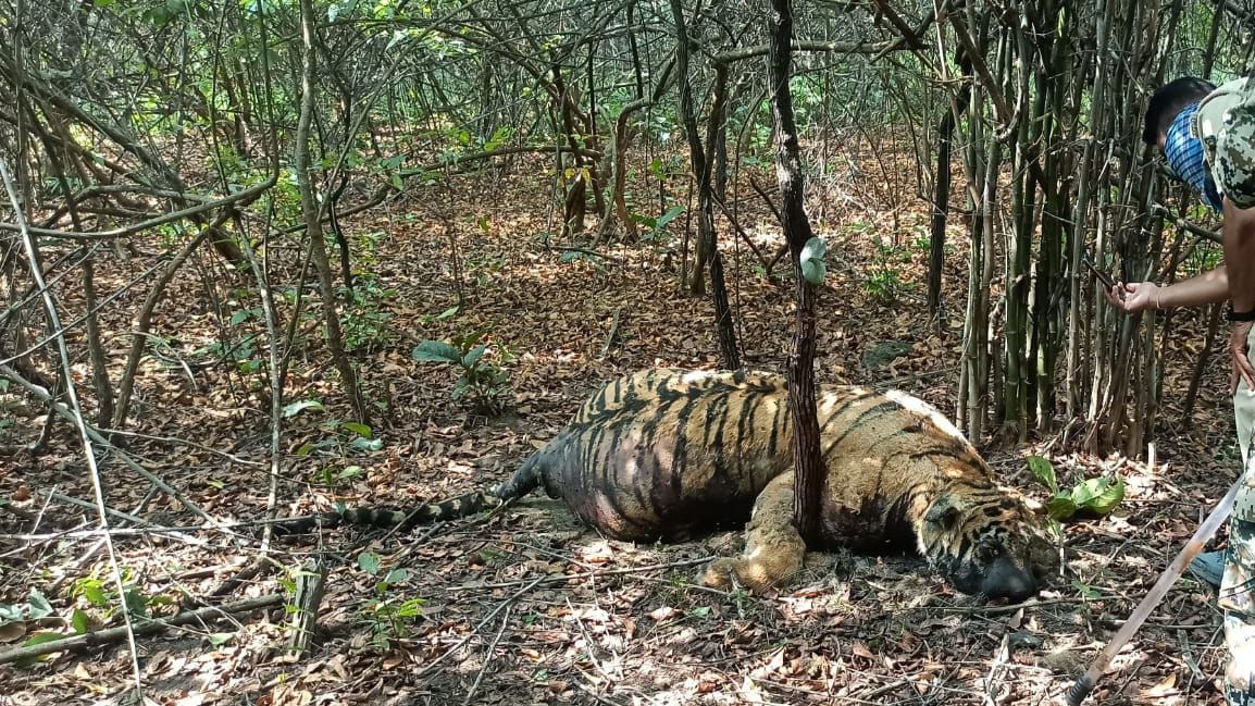 LokmatTimes_ngp's tweet image. A #decomposed #carcass of a 7-year-old #tigress was found in the Bhadravati Range of #Chandrapur #forest division on Monday. All the canines and claws were found to be intact during the #autopsy.
#lokmat #lokmattimes #tiger #carcass @etadoba @MahaForest