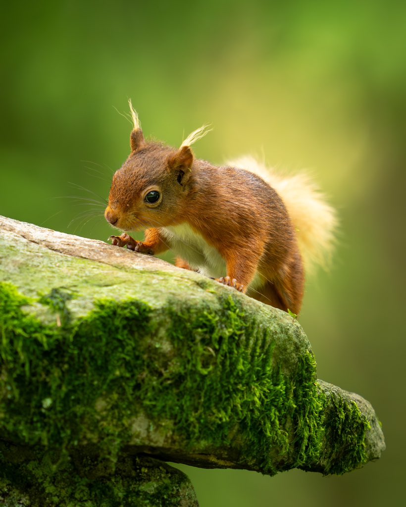 “ I’ll take a Red Squirrel on the rocks please barkeep “ 

‘A Red Squirrel‘ would be a cool name for a cocktail I think, lol .. 

What do think the ingredients would be?

🥃 🐿️ ❤️
•••••••••••
#wildlifeweek #WildlifeWeek2023 
#wildlifephotography #wildlife…