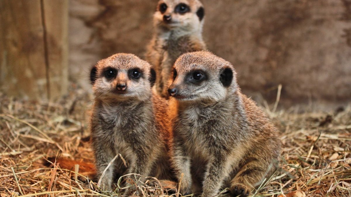 For anyone who visits zoos - it would be great if you could take this short survey on public perceptions of zoo animal experiences, to help with a PhD student research project: uwe.eu.qualtrics.com/jfe/form/SV_72…