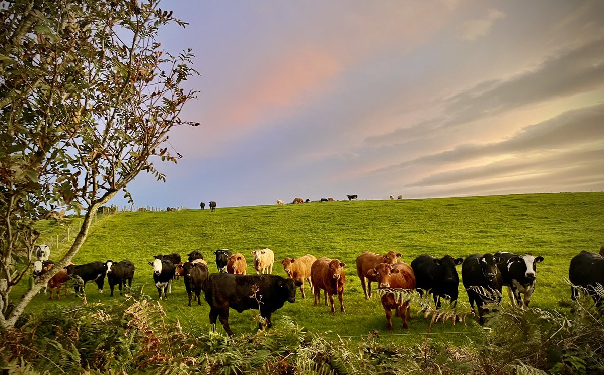 Brian Shannon tweet media