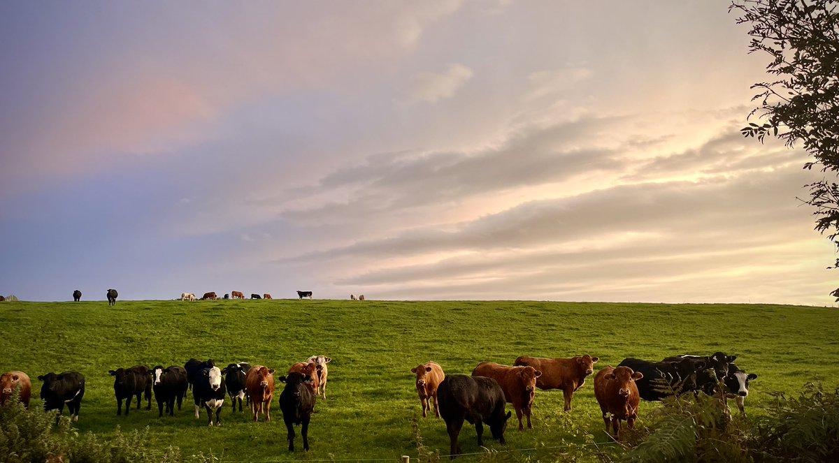 Brian Shannon tweet media