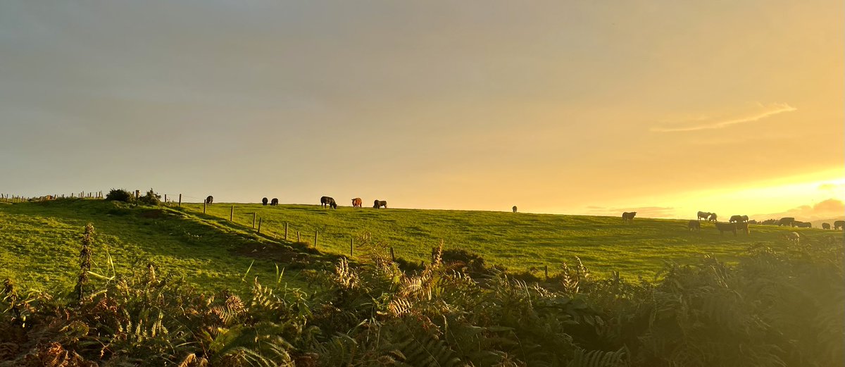 Brian Shannon tweet media