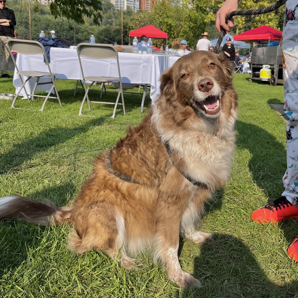 lloydsadd's tweet photo. On August 25th, Lloyd Sadd held the 4th Drive, Dine, and Dogs and raised $20,000 for the @EdmontonHumane
Thank you for supporting Puttin' Fore Paws. Let's keep making a positive difference for our furry friends in the community. #EdmontonHumaneSociety https://t.co/NSdXQdfWD0