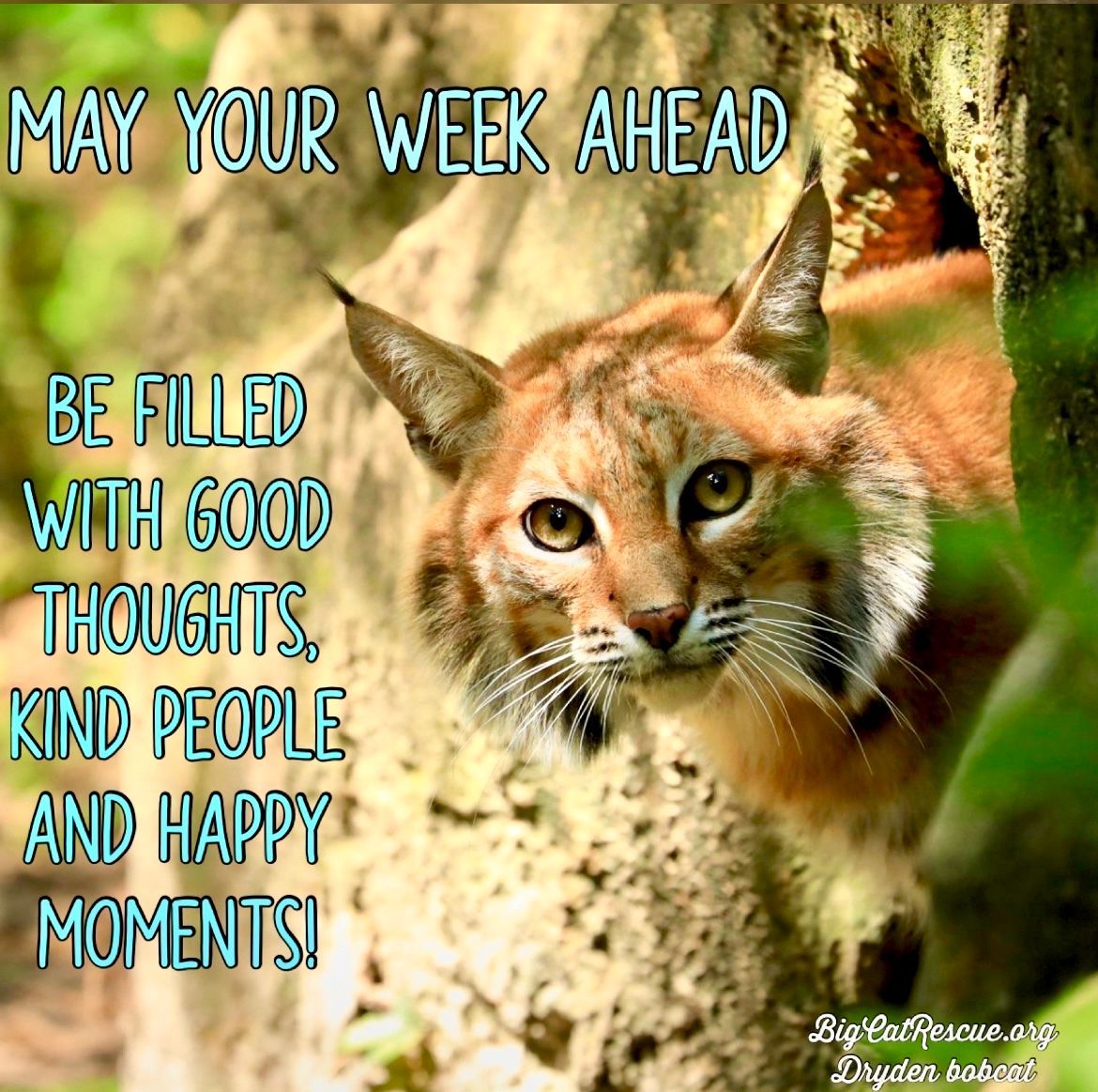 “May your week ahead be filled with good thoughts, kind people and happy moments!”

#DrydenBobcat #BigCatRescue #BigCats #Rescue #Bobcat #QuotesToLiveBy #Inspiration #Kindness #Happy #Thoughts #Conservation #Wildlife #CaroleBaskin