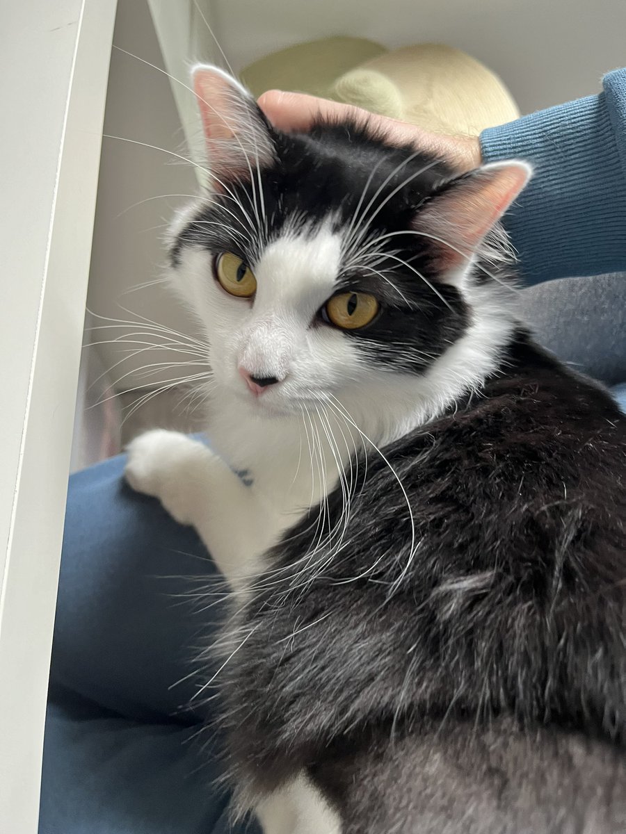 sconinho's tweet photo. Bonsoir #Angers

Ma petite chatte à disparu dans le parc Boquel, à travers un fourré dense pendant que nous la transportions. 

Elle est noire et blanche, les yeux jaunes et le poil long. Une zone de son pelage est rasée suite à une opération. Elle est tatouée. https://t.co/KKW4S34w2Q