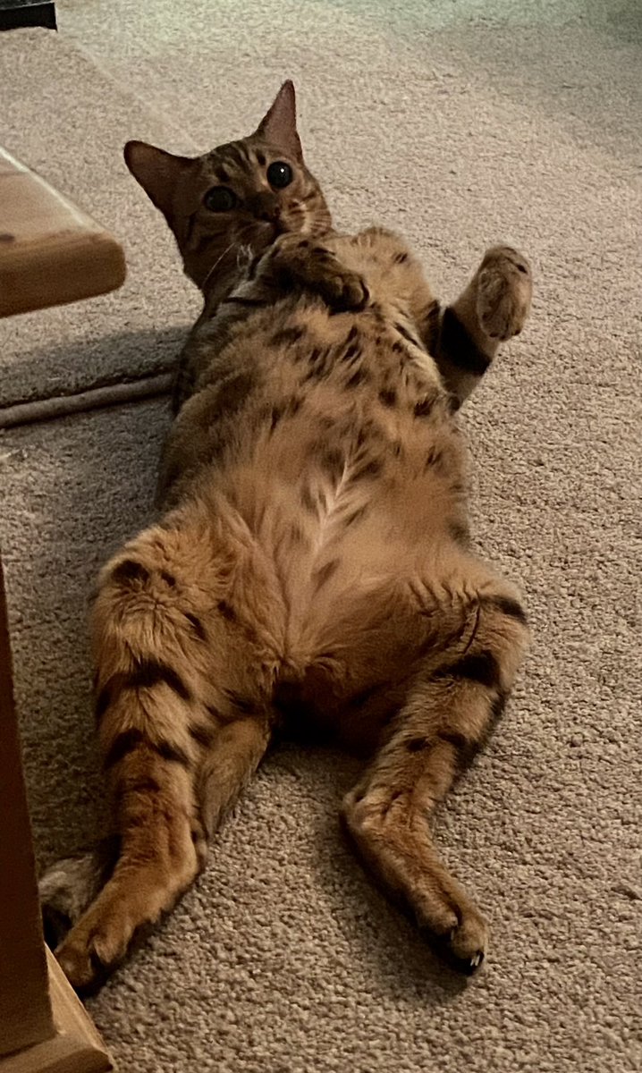 'Erm, do you mind?!'
#bengal #fuzzytummy