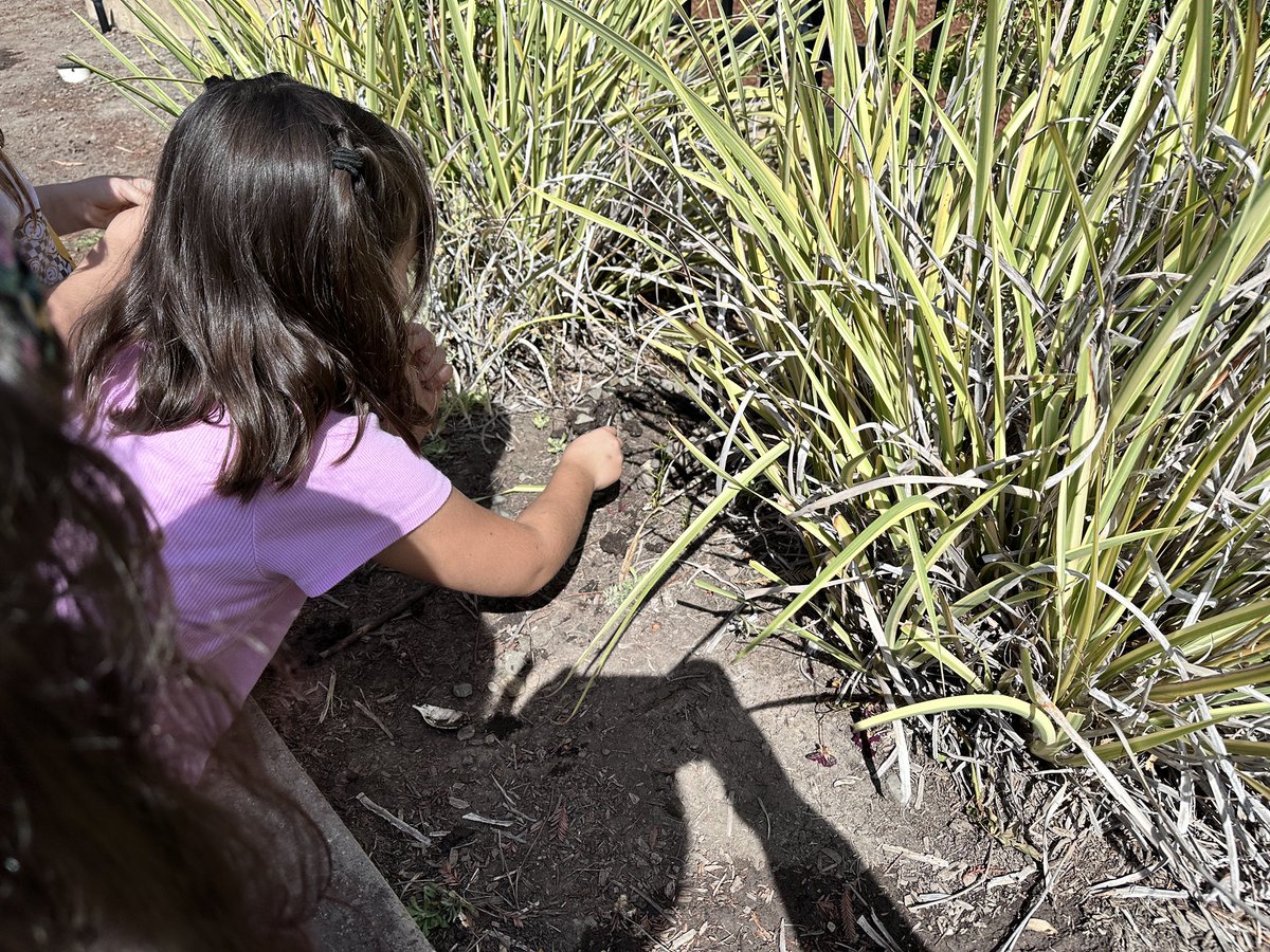 uscarchie's tweet photo. 5th graders using stone and mud to make a fairy house on the playground.  Pretty impressive!
@WalnutHeightsWC https://t.co/Eq4JUeYRoG