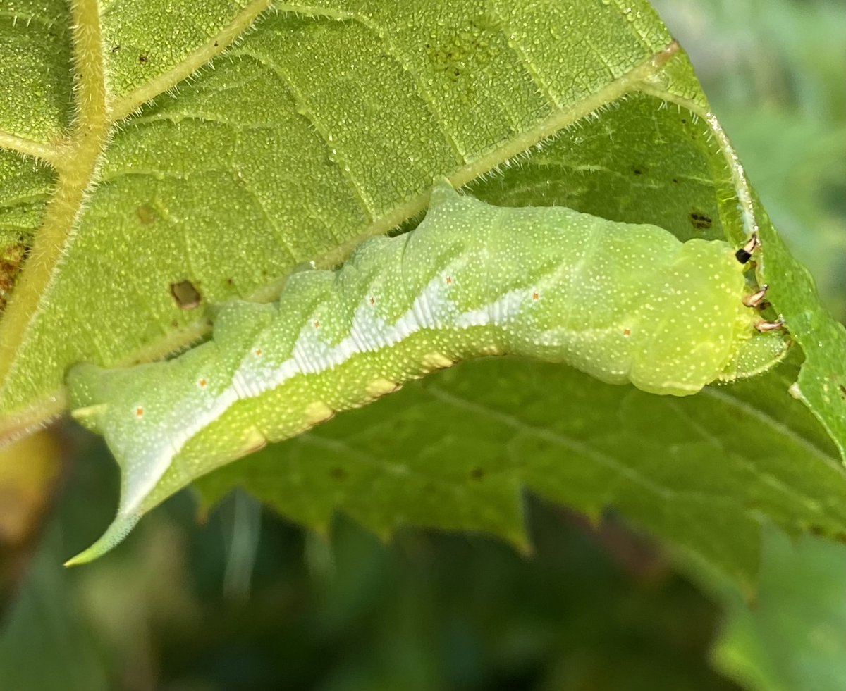 kerryyurewicz's tweet photo. I’m late posting my #InvertOfTheWeek again 😅, but that just means this will be a double week! Here’s a hornworm #caterpillar from my backyard this morning - in a race against time with fall weather moving in! Hog Sphinx, Darapsa myron. #Lepidoptera #insect #backyardbiodiversity https://t.co/CWaWhqffeb