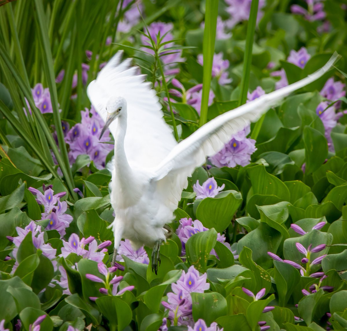 Tip-toe through the Water Hyacinths.