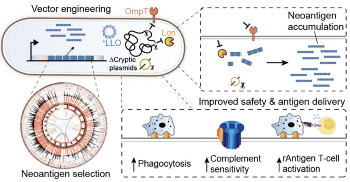 arpaialab's tweet image. Excited to share our new preprint! We program probiotic bacteria to create a next generation anti-tumor vaccine that stimulates tumor neoantigen-specific immunity to control and eradicate solid tumors @ColumbiaCMBS @ColumbiaBME. biorxiv.org/content/10.110…