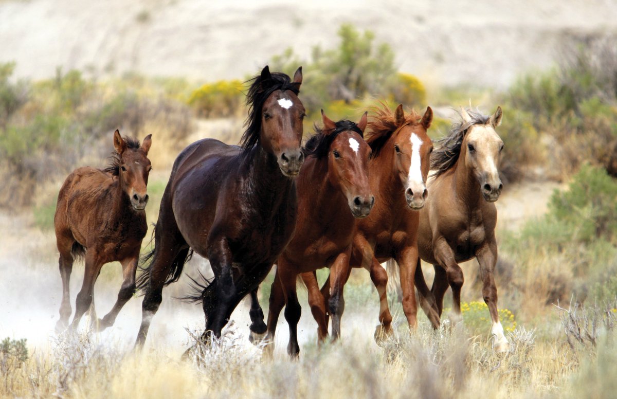 📢We're seeking to fill 3 positions on the Nat'l Wild Horse and Burro Advisory Board that will soon become vacant: natural resource management, public interest (with special knowledge of equine behavior) and wild horse and burro research. How to apply: federalregister.gov/documents/2023…
