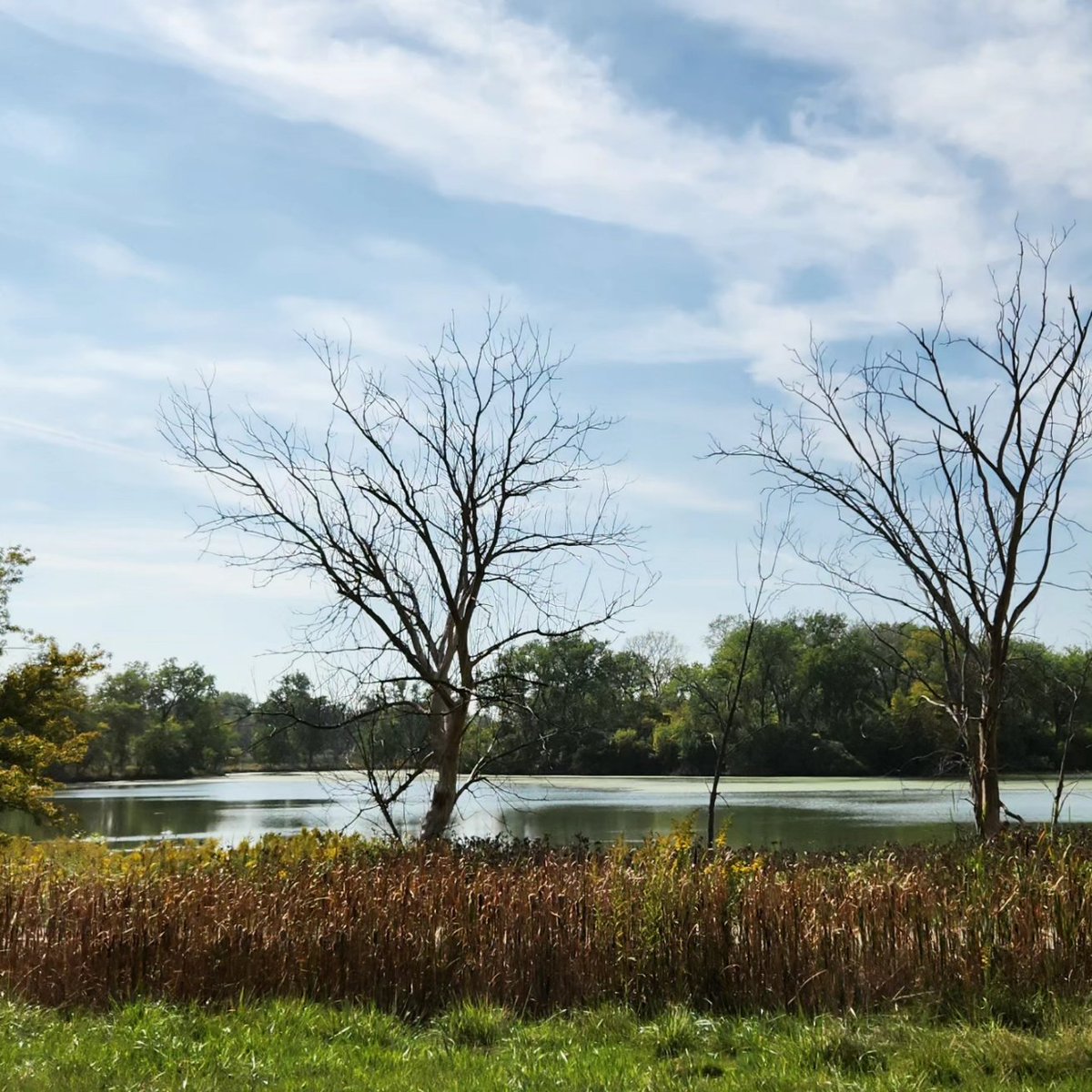 TrickstersFolly's tweet image. Skokie Lagoons. The north of Chicago is so pretty. So green and woodsy. #northchicago #Chicago #skokie #skokielagoons