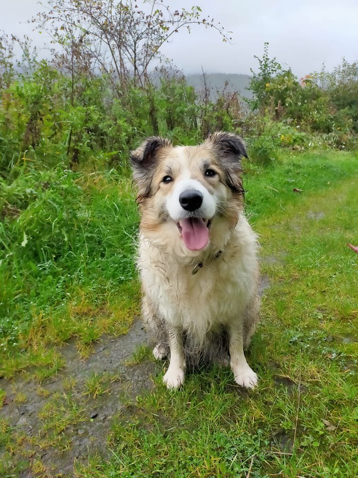 KittenFerocious's tweet photo. Even though she hates getting wet, Eira loves her #autumnwalks πππ #bordercollie #starsidebordercollies #dogslife #autumnadventures #furbaby #Welshcountryside https://t.co/dmjJKSB7Pt