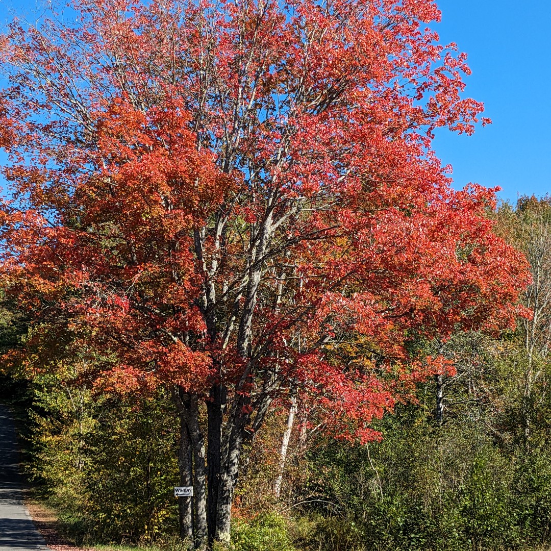 Beautiful day in Maine!

#Fall #AutumnColors #Maple #farm #distillery #winery #Maine #visitmaine #visitcamdenrockland #drinklocal