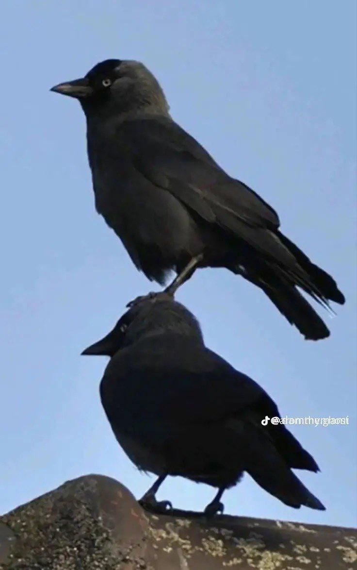 Thrognox tweet media